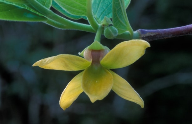 cananga-latifolia