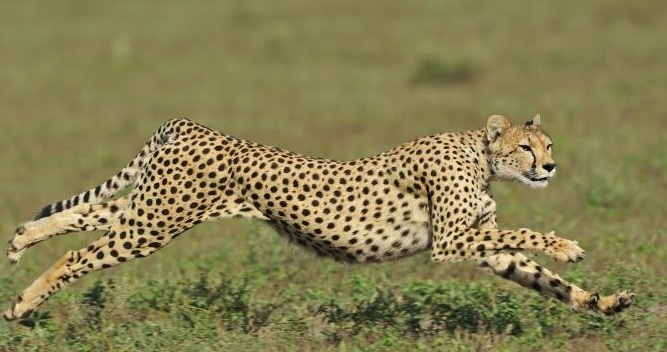 cheetah