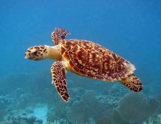 penyu-hawksbill