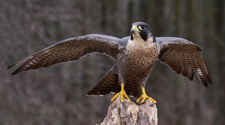 peregrine-falcon