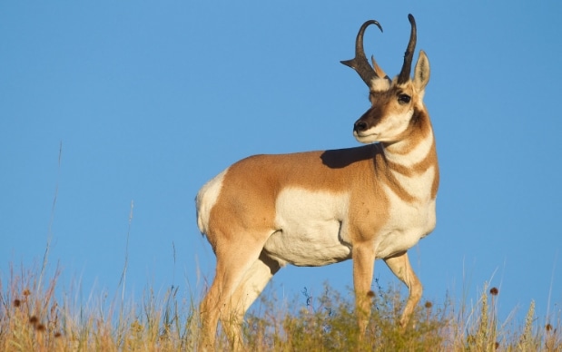 pronghorn-antelope-kijang-pronghorn