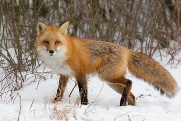 red-fox