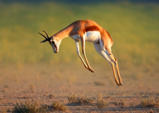 springbok