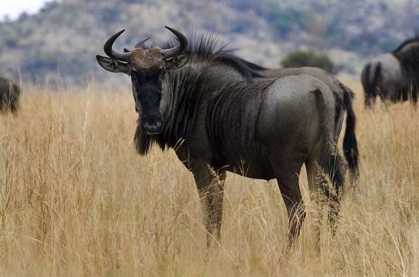 wildebeest