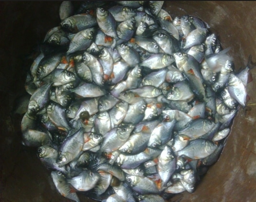 benih-ikan-bawal