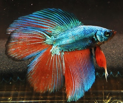 ikan-cupang-jenis-double-tail