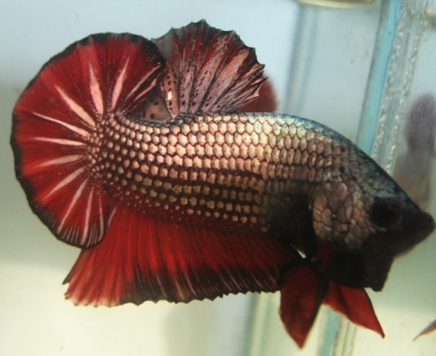 ikan-cupang-jenis-giant-betta