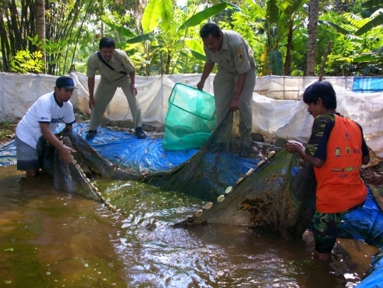 pemanenan-ikan-lele