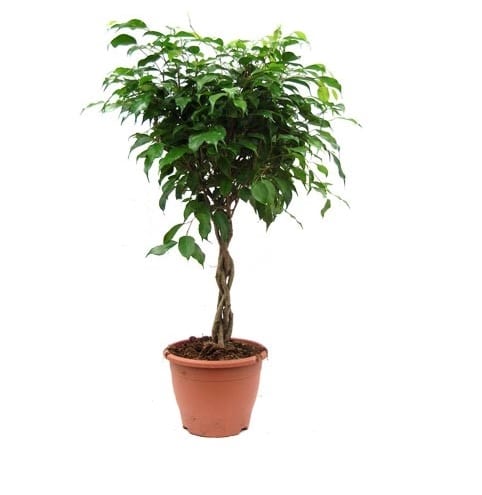 beringin-ficus-benjamina