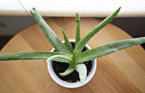 lidah-buaya-aloe-vera