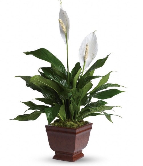 peace-lily-spathiphyllum