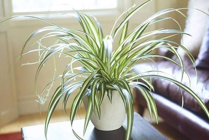 spider-plant-chlorophytum-comosum