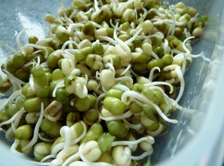 Cara Budidaya Toge Dengan Mudah Dan Cepat Panen Cara Budidaya Toge Dengan Mudah Dan Cepat Panen