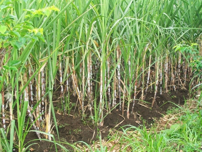 Cara Menanam Budidaya Tebu Yang Berkualitas Tinggi Faunadanflora Com