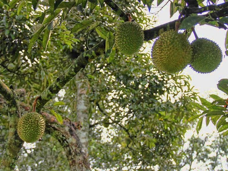 pokok durian cepat berbuah