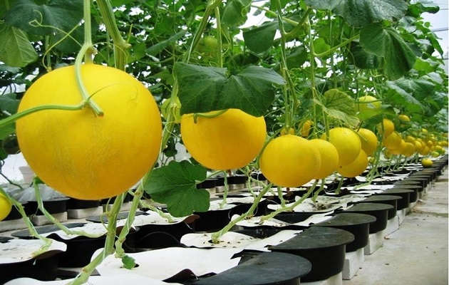 Cara Menanam Melon Di Polybag Atau Pot Agar Cepat Berbuah
