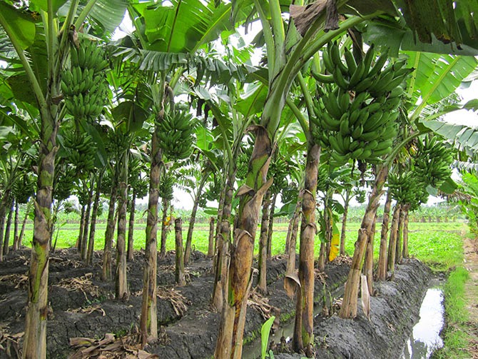 Cara Menanam Pisang Agar Cepat Berbuah Dan Menghasilkan Pisang Yang Berkualitas Tinggi Faunadanflora Com