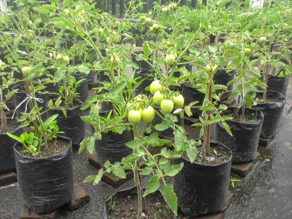 Tips Dan Cara Budidaya Tomat Dalam Pot Dengan Mudah