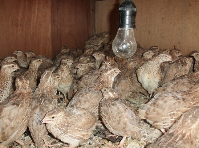 Cara Ternak Burung Puyuh Bagi Pemula