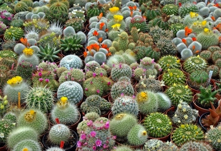 Cara Budidaya Tanaman Kaktus Hias Dengan Mudah Flora dan 