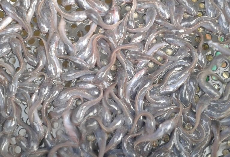 Cara Pemijahan Ikan Lele Secara Alami atau Buatan Yang Benar