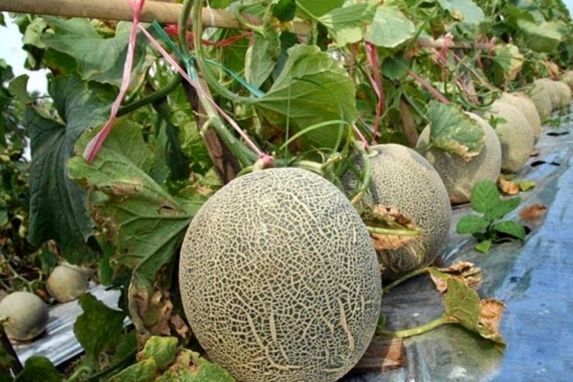 Hama Dan Penyakit Pada Tanaman  Melon  Berbagi Tanam