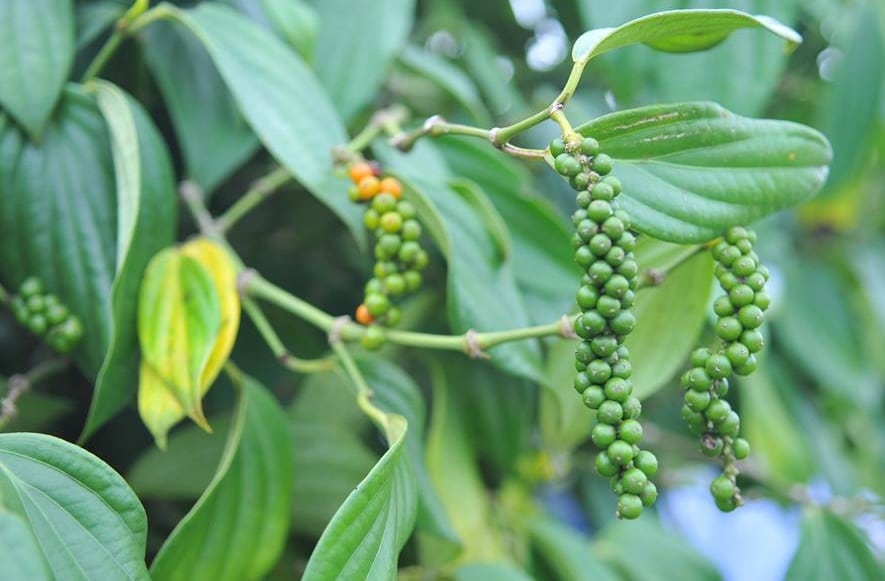 Teknik Budidaya Lada Dengan Tiang Panjat Agar Cepat Berbuah Dan Panen Faunadanflora Com