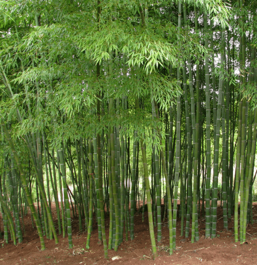 Cara Budidaya Bambu  Dengan Mudah dan Untung Melimpah 