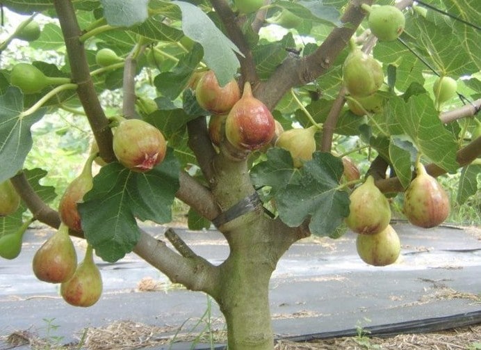 Pohon Ara Cara Mudah Budidaya Buah Tin Agar Cepat Berbuah Flora Pohon Ara Cara Mudah Budidaya Buah Tin Agar Cepat Berbuah Flora