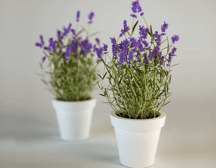  Cara  Menanam  Bunga  Lavender  Pengusir Nyamuk  Di  Rumah  