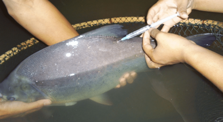 Cara Pembenihan Ikan Bawal Untuk Budidaya Lengkap 