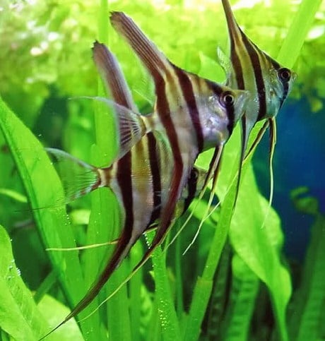 Angel Fish (Manfish) atau Ikan Bidadari