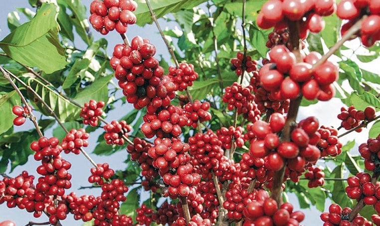 Panduan Lengkap Cara Budidaya Kopi  Robusta Agar Berbuah 