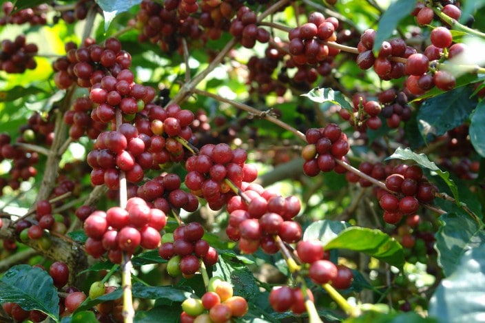 Budidaya Menanam Kopi Ateng