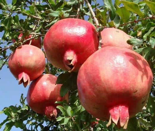  Cara  Menanam Buah  Delima Di Pot ataupun Di Kebun Dengan 