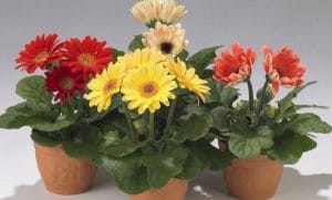 Cara Menanam Bunga Gerbera Dalam Pot