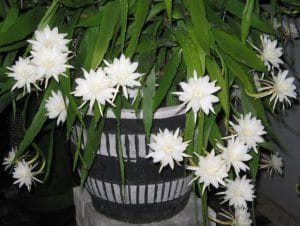 Cara Menanam Dan Merawat Bunga Wijaya Kusuma