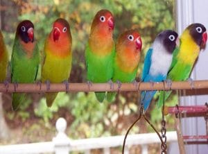 Membedakan Lovebird