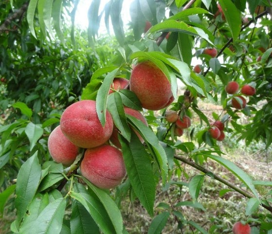 Menanam Buah Persik