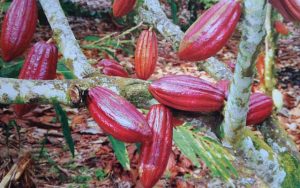 Teknik Cara Sambung Samping Tanaman Kakao