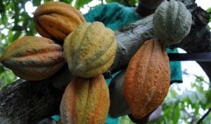 Teknik panen buah kakao