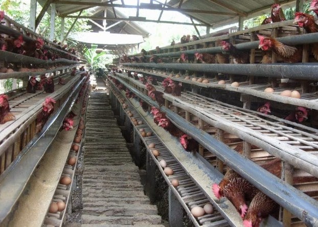 71 Kreasi Desain Kandang Ayam Petelur Umbaran Cara Membuat