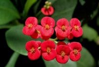 Bunga Euphorbia