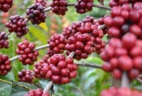 Cara Memanen Buah Kopi