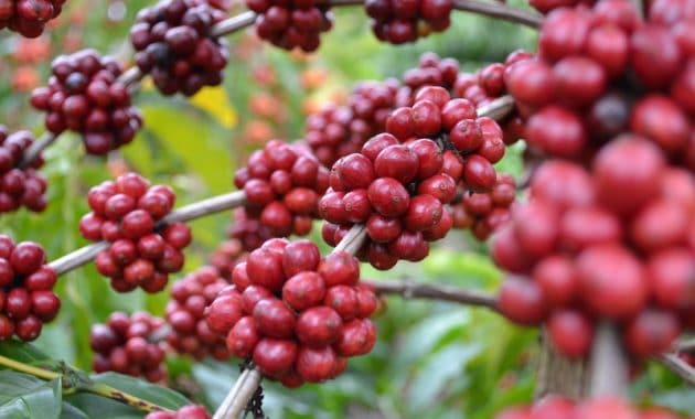 Cara Memanen Buah Kopi