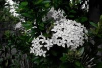 Makalah Bunga Asoka Faunadanflora Com