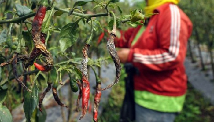 Hama dan Penyakit Tanaman Cabe