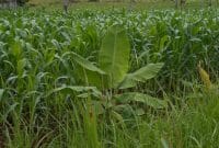 Menanam Jagung Dengan Metode Tanpa Olah Tanah