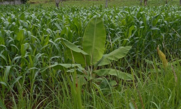 Menanam Jagung Dengan Metode Tanpa Olah Tanah