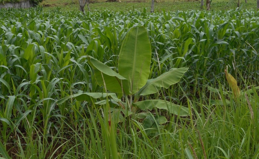 Menanam Jagung Dengan Metode Tanpa Olah Tanah